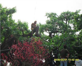  成都仿真假樹帶領仿真植物頗受客戶青睞