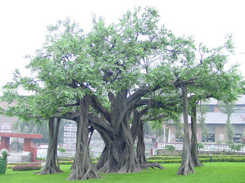 教你如何仿真假樹保養(yǎng)? 教你如何仿真假樹保養(yǎng)?